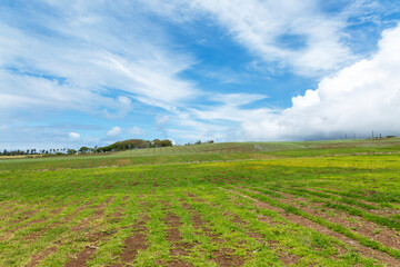 field and blue sky with clouds