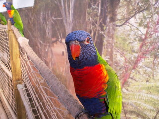 rainbow lorikeet parrot