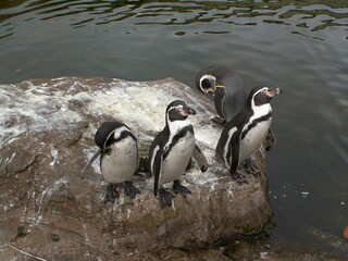 penguins on the rocks