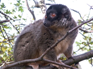 lemur on tree