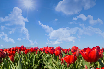 Field of red tulips with fluffy clouds in a blue sky near Julianadoerp.