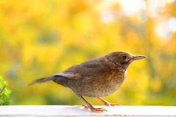 beautiful brown bird, songbird, Turdus Eremita, gordoni eremita Nesocichla, sits against the background of beautiful foliage of trees in the autumn garden, concept seasonal, migratory birds