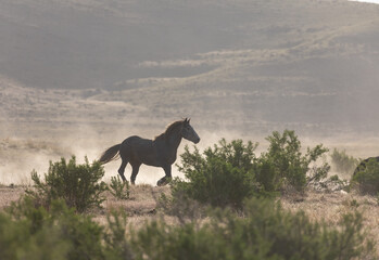 Wild horse in the Utah Desert