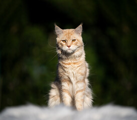 cream tabby maine coon cat sitting outdoors in nature in sunlight