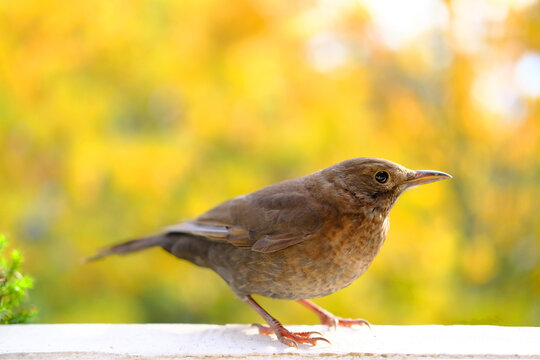 beautiful brown bird, songbird, Turdus Eremita, gordoni eremita Nesocichla, sits against the background of beautiful foliage of trees in the autumn garden, concept seasonal, migratory birds
