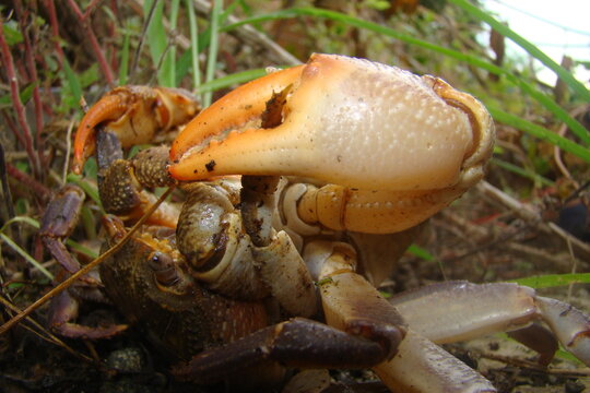 crab.
crabs mating
Mated animals.
Mating Systems in Sexual Animals.
animals mating.
close up claws crabs, claw.
Mating season, Romantic crabs.
wildlife, wild nature, water, beach, sea, sex, animal