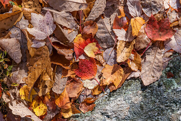 Autumn Dew