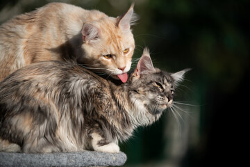 Obraz premium maine coon cat grooming another cat's fur outdoors in sunlight