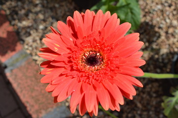 red gerber daisy