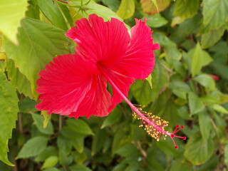 red hibiscus flower