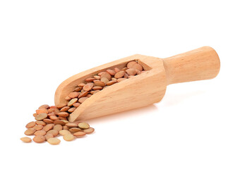 lentil isolated on the white background .