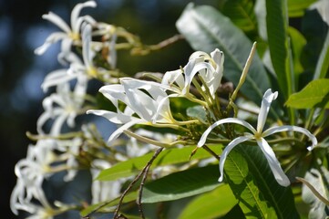 spider frangipani flower in nature garden
