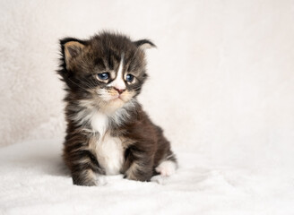 studio shot of a 4 week old tabby white maine coon kitten sitting on blanket with copy space