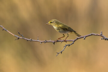 willow warbler bird branch warm background