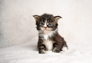 studio shot of a 4 week old tabby white maine coon kitten sitting on blanket with copy space