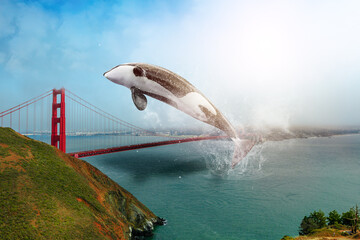 killer whale jumping on Golden Gate Bridge, California, United States. The Golden Gate is a symbol...