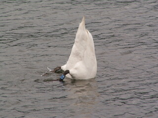 swan on the lake