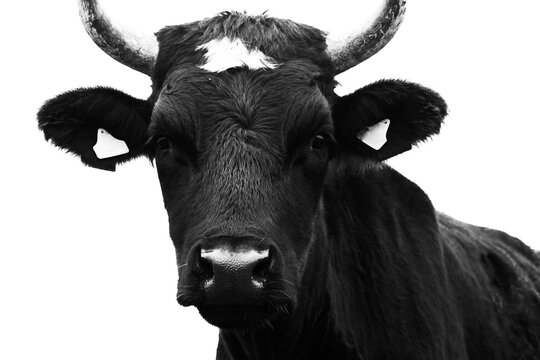 Portrait of a young bull, black. Monochrome image.