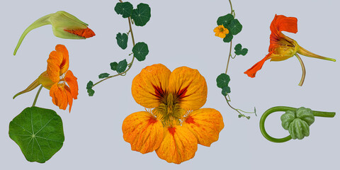 Fototapeta premium Große Kapuzinerkresse (Tropaeolum majus), Bildtafel