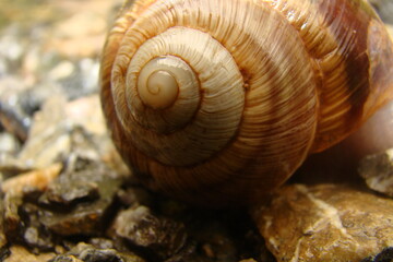 Snail.
closeup Snail shell on the gravel over the water, small stream flowing in summer.
close up of a snail shell in the wild nature, wildlife, river, insects, insect, bugs, bug, animals, animal