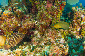 Fototapeta na wymiar A moray eel and a nassau grouper about to bump into each other on the reef