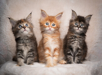 three different colored maine coon kittens sitting side by side on blanket studio portrait