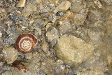 Snail.
closeup Snail shell on the gravel over the water, small stream flowing in summer.
close up of a snail shell in the wild nature, wildlife, river, insects, insect, bugs, bug, animals, animal