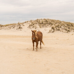 horse on the sand beach