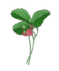 A sprig of wild strawberries. Vector drawing on a white background.