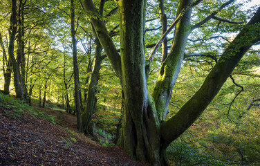 Trees,  morning light, Lochwinnoch, Renfrewshire, Scotland, UK