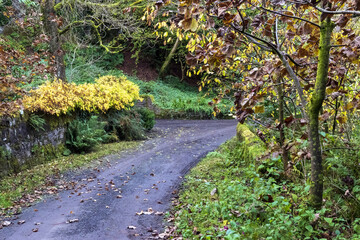Trees, Autumn,Lochwinnoch, Renfrewshire, Scotland,UK
