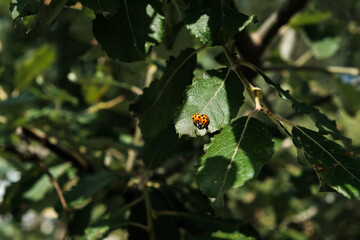Tiny red ladybug or ladybird, bright beetle insect in a green tree foliage. Sitting on a branch on a sunny day. Positive insect with spots knows as lady beetle. Wildlife in a garden outdoors.