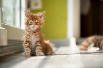 cute red maine coon kitten standing next to window looking at camera