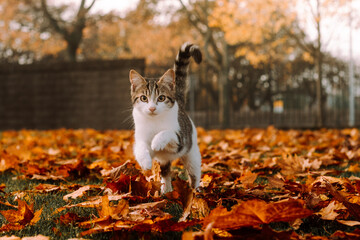 Kitten running on leaves.