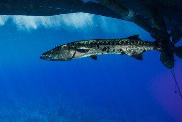 A silhouette shot of a giant barracuda underneath a boat