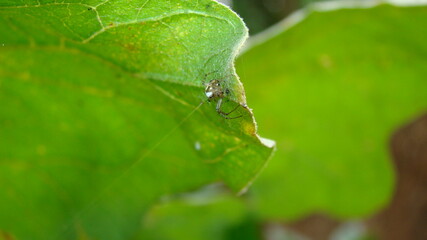 Spider hiding under the leaf.
Spider sits in the edge of the web waiting a prey.
Camouflage animals.
insects camouflaged.
Predator & prey.
insect, bug, wildlife, wild nature, spiderweb, Spider web