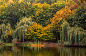 Park lakes surrounded by trees with beautiful autumn leaves. Hiking. Landscape.