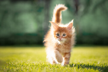 cute red ginger tabby maine coon kitten walking in sunlight outdoors in garden