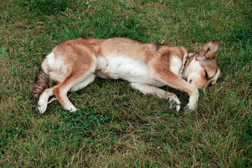 Naklejka na ściany i meble Cute and peaceful dog sleeping in the green grass on a meadow. Adorable tired animal resting outside during summer day. Pet adoption concept. Take young puppy home, love and care about new friend.