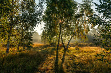 Nice autumn morning with sunbeams. Walk in nature. Landscape.
