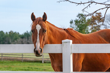 A chestnut Thoroughbred horse with a white blaze looking over a white fence with trees and pasture in the background.