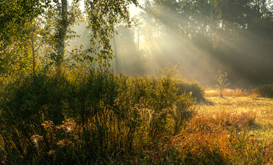 Nice autumn morning with sunbeams. Walk in nature. Landscape.