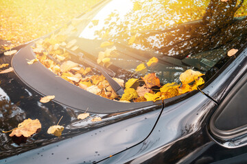 Fall season and transport concept
