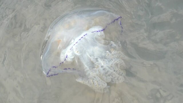 A huge white with blue edging sea jellyfish swims in the Sea of Azov, Ukraine.