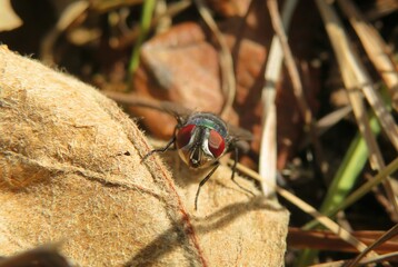 Fly with red eyes on dry leaf in autumn garden, closeup