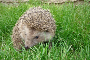 Hedgehog.
Hedgehog curling up into a ball.
Hedgehog on grass in the garden. European hedgehog (Erinaceus europaeus). delightful summer scene. animal is looking forward.
mammal, wild nature, wildlife