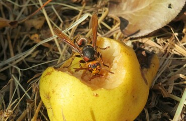 Big european hornet eating pear in the garden, closeup