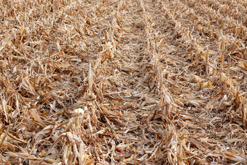 A corn stubble field after harvest in the autumn.