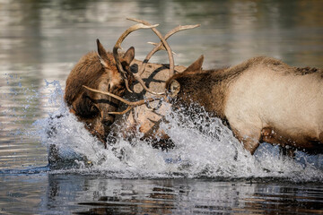 Bull Elk Duel