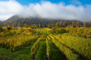 Naklejka premium Herbstliche Weingärten in der Wachau